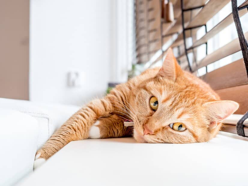 gato domestico relajado junto ventana 141667 9