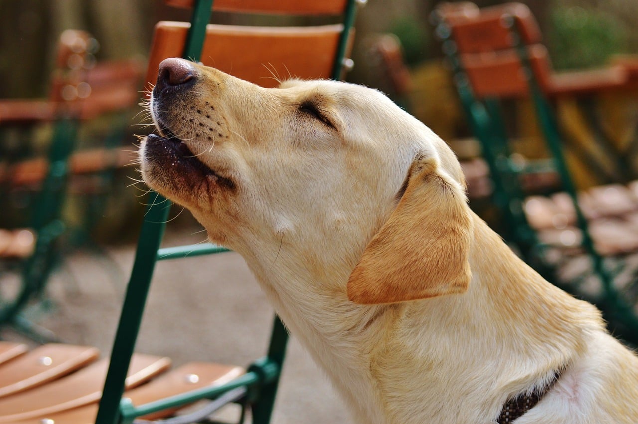 labrador 1287297 1280