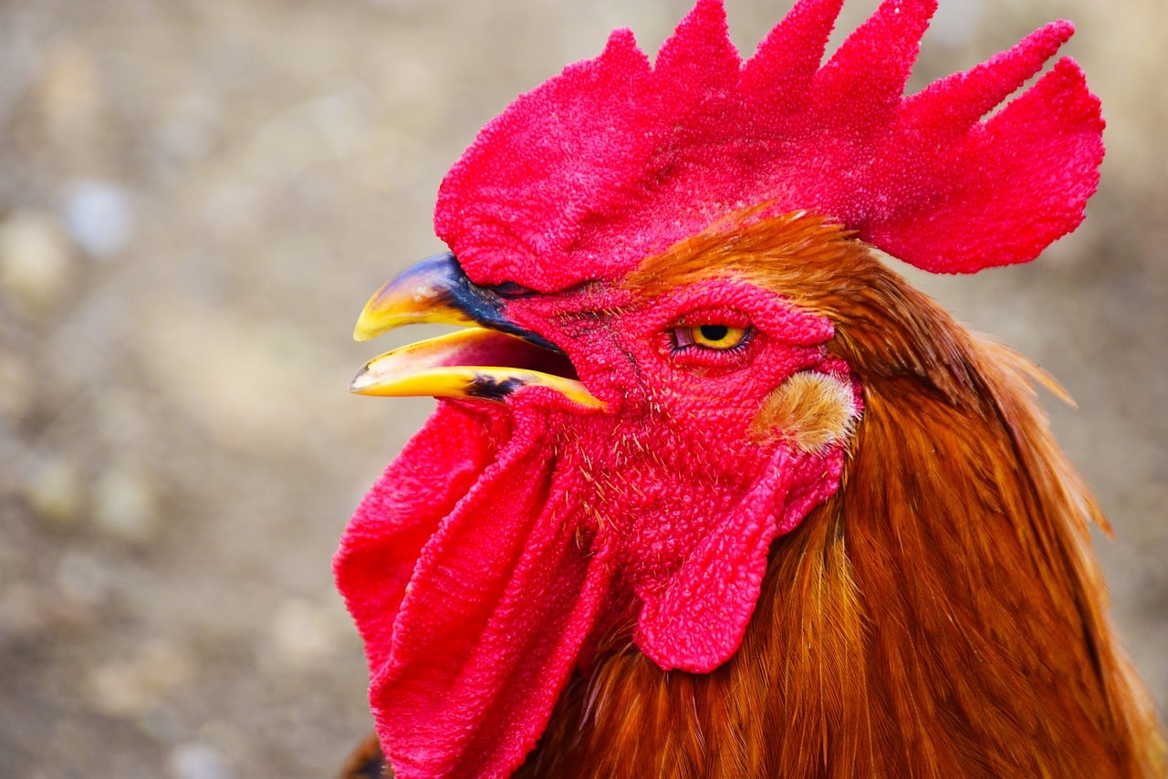 gallo, crest, red-3533956.jpg