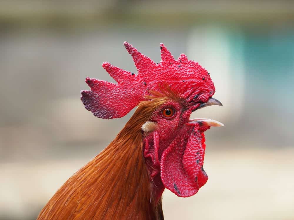 haan crows mohawk