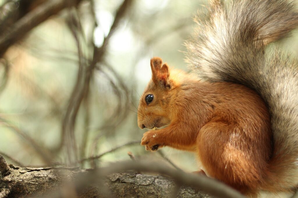 squirrel, rodent, foraging-6365603.jpg