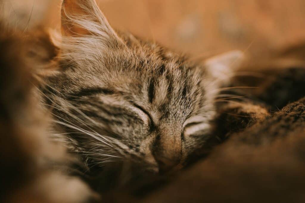 Gato durmiendo Ronroneo