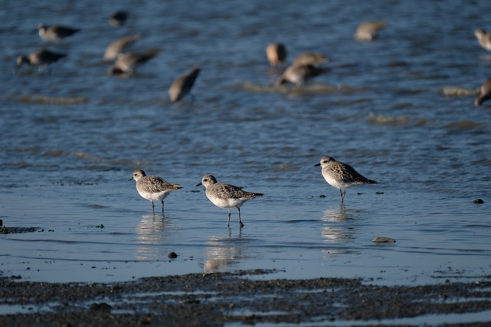 black bellied plover 6710652 960 720