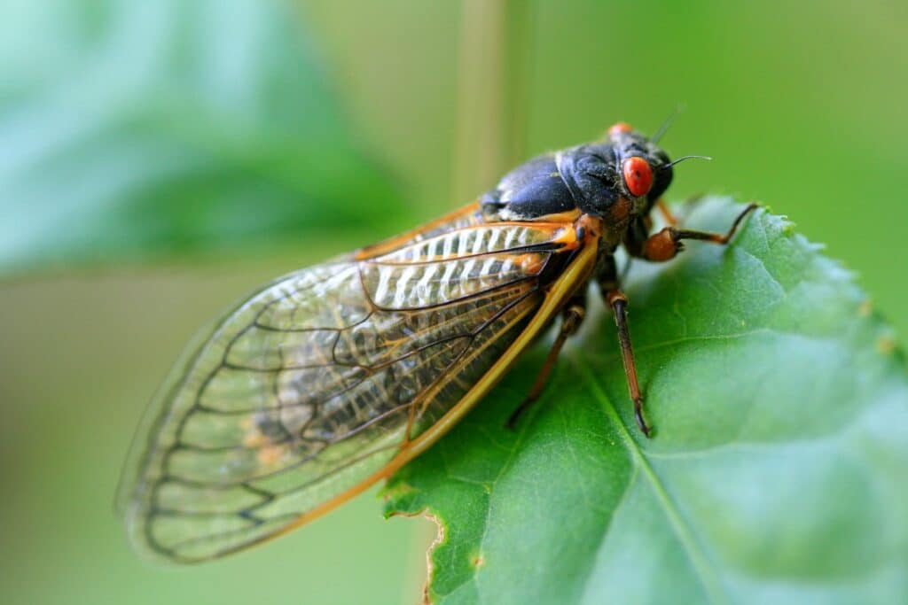 a close up of a fly on a leaf