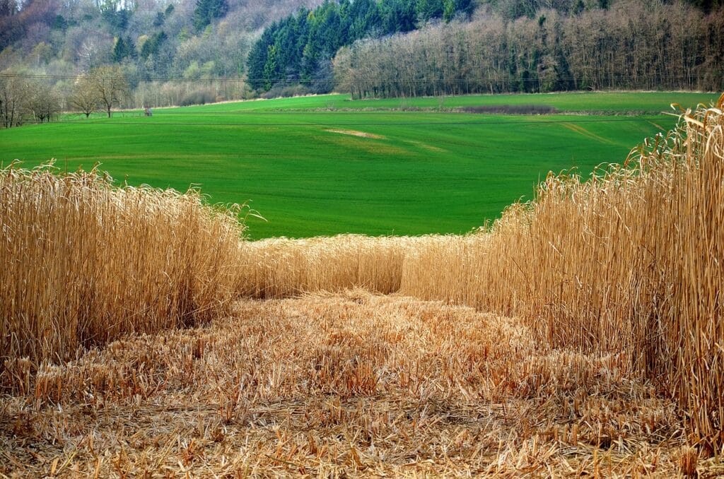miscanthus 5128337 1280