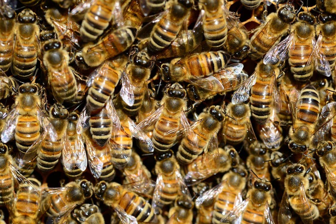 honey bee water buckfast 59829