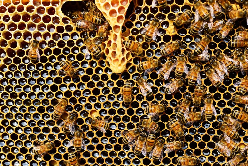 honey bees 337695 1280