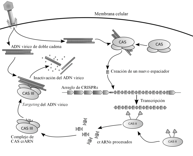 CRISPR espanol