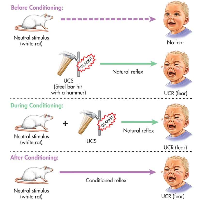 Experimento del Pequeno Albert