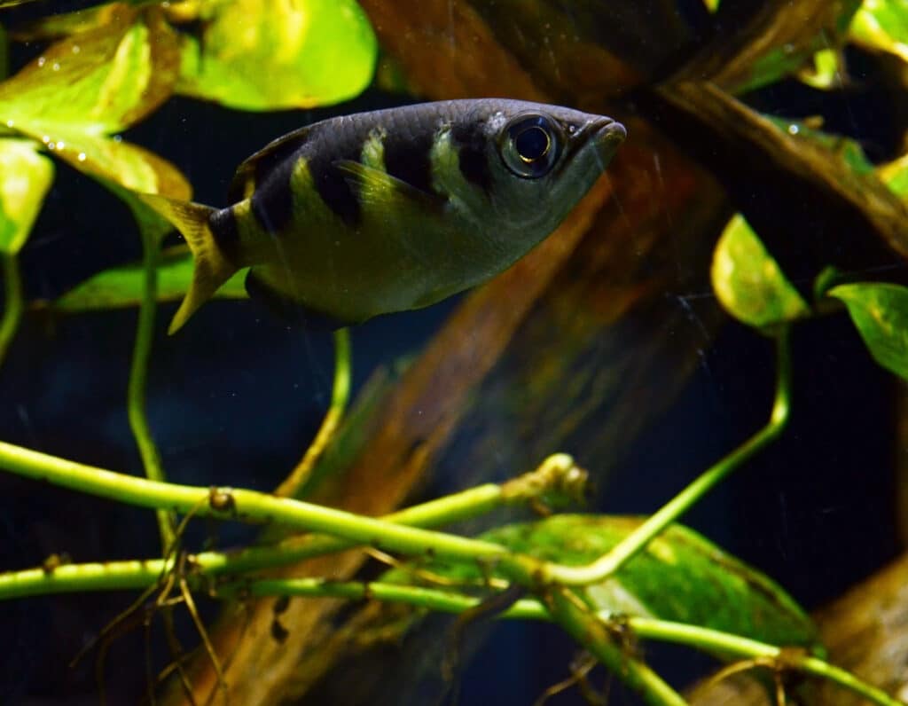Toxotes jaculatrix Vivarium Tournai 27122015