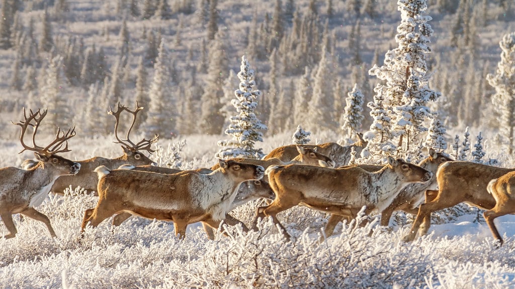 caribou migration