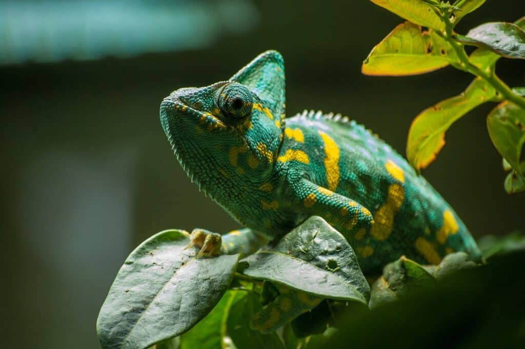 chameleon 4501712 1280