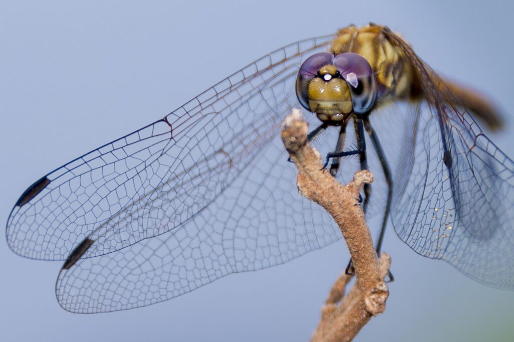 dragon fly