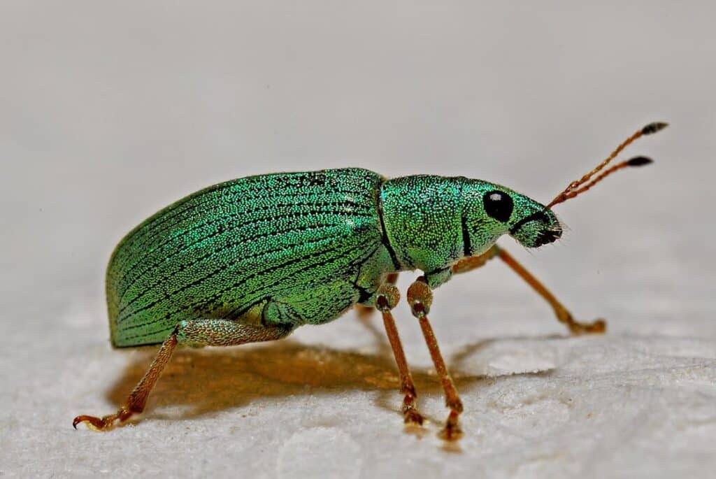 escarabajo