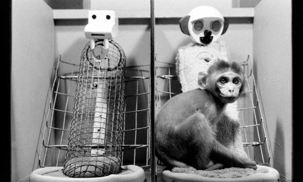 experimento mono madre harlow