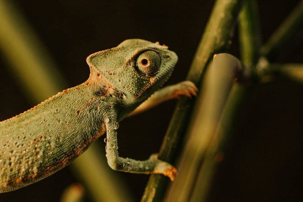 free photo of naturaleza fotografia de animales fotografia de vida salvaje fondo negro