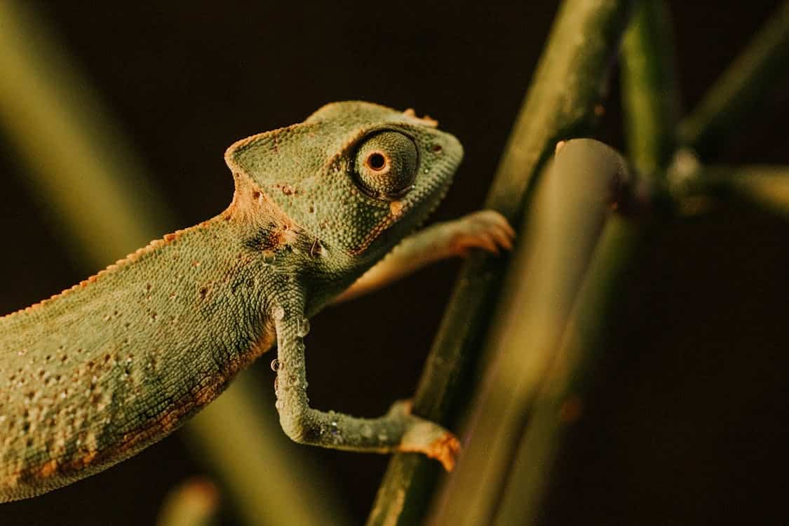 free photo of naturaleza fotografia de animales fotografia de vida salvaje fondo negro