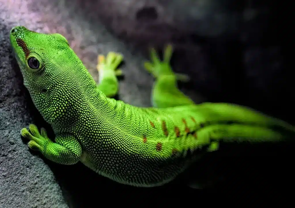 gecko 8483282 1280