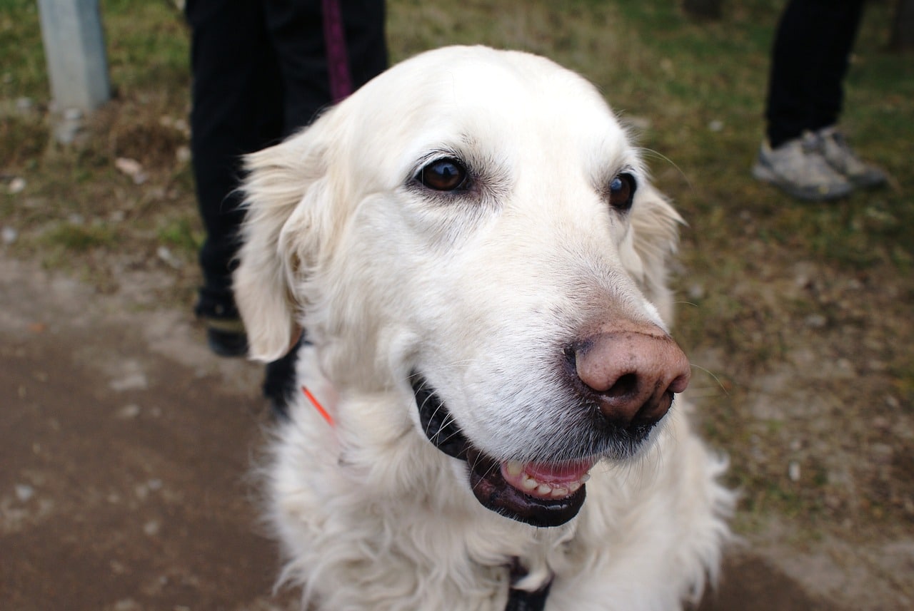 happy dog 2493688 1280