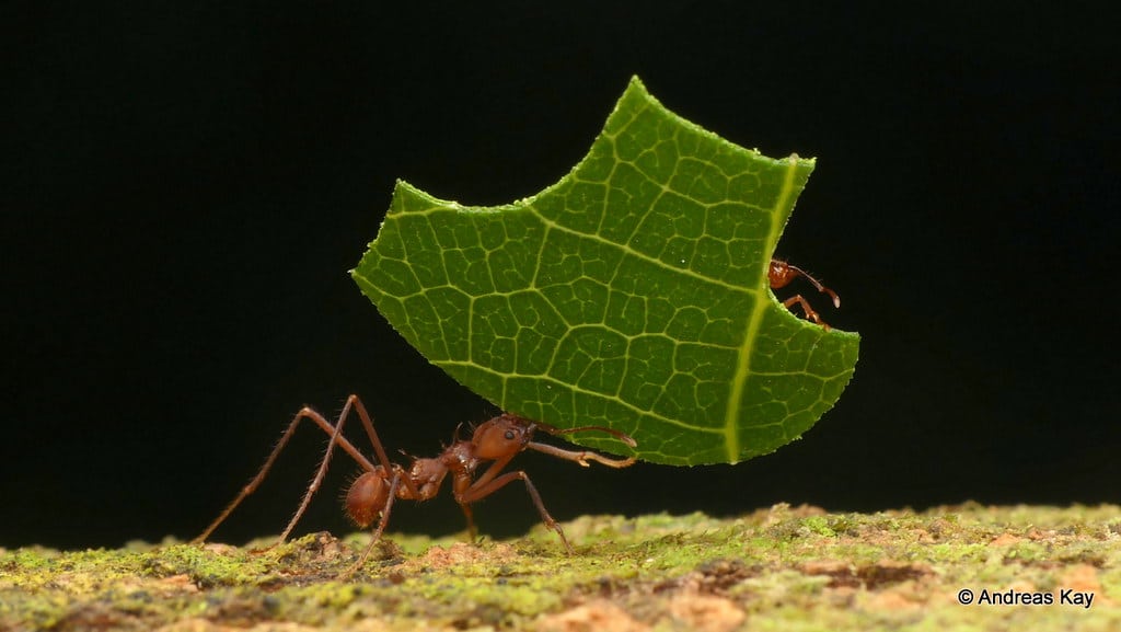 hormiga