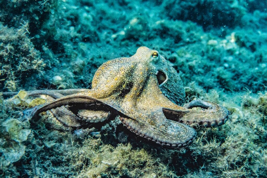 pulpo