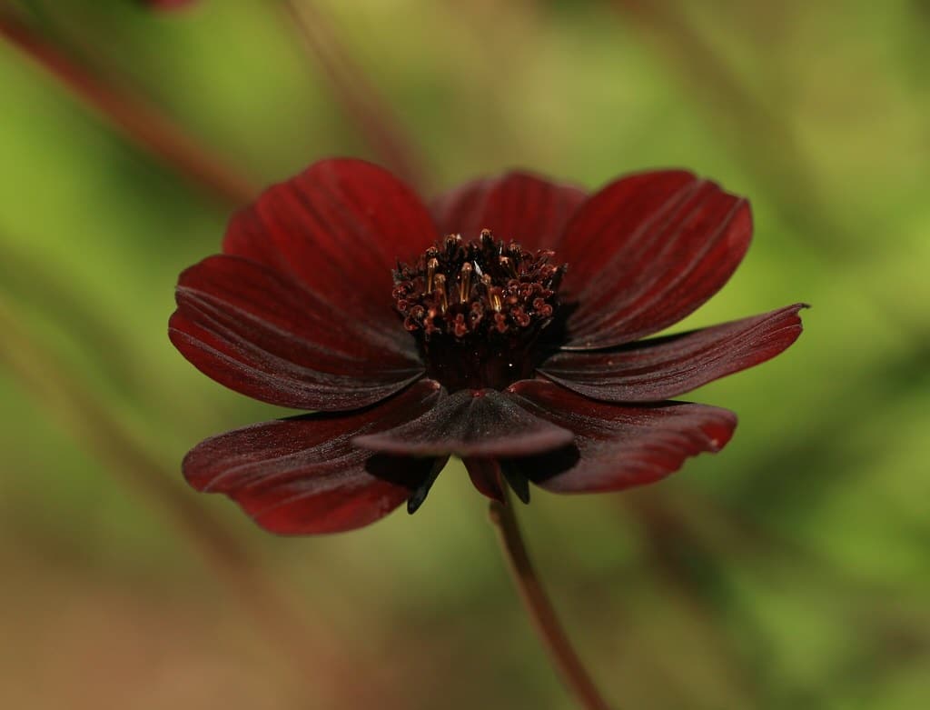 Cosmos atrosanguineus