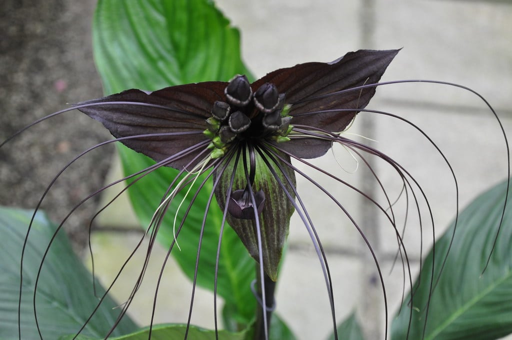Tacca chantrieri