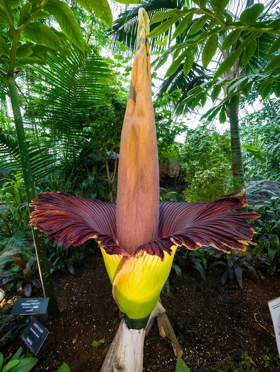 amorphophallus titanum 2443620 1280