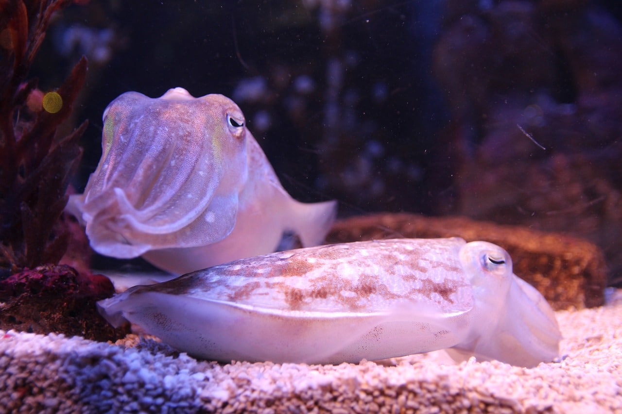 cuttlefish 800340 1280