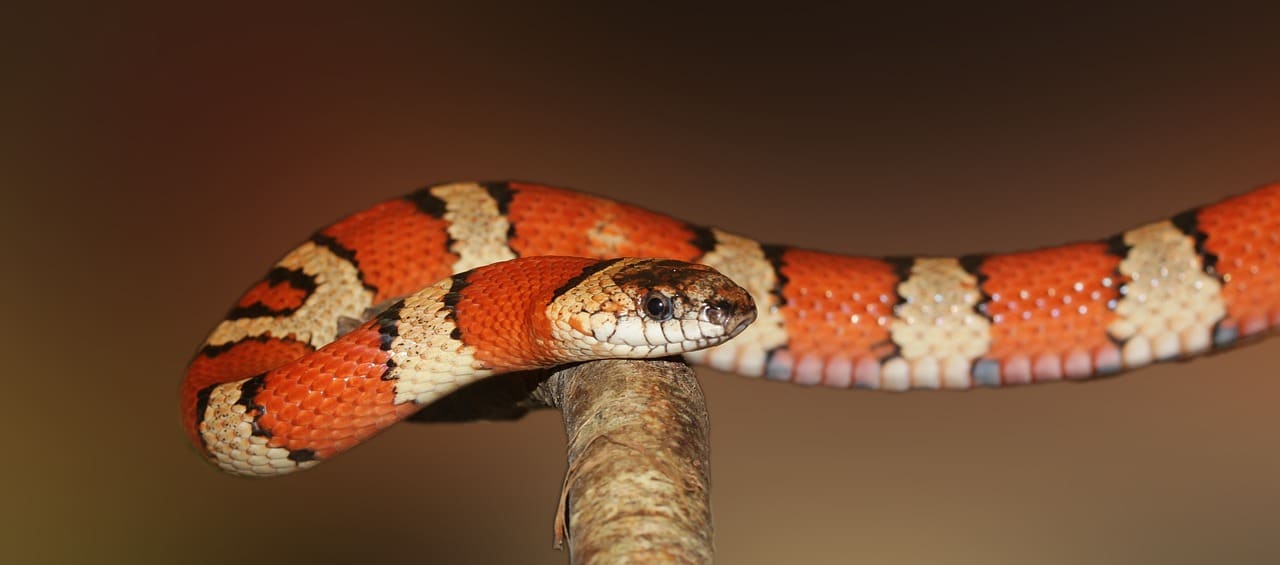 falsa coral