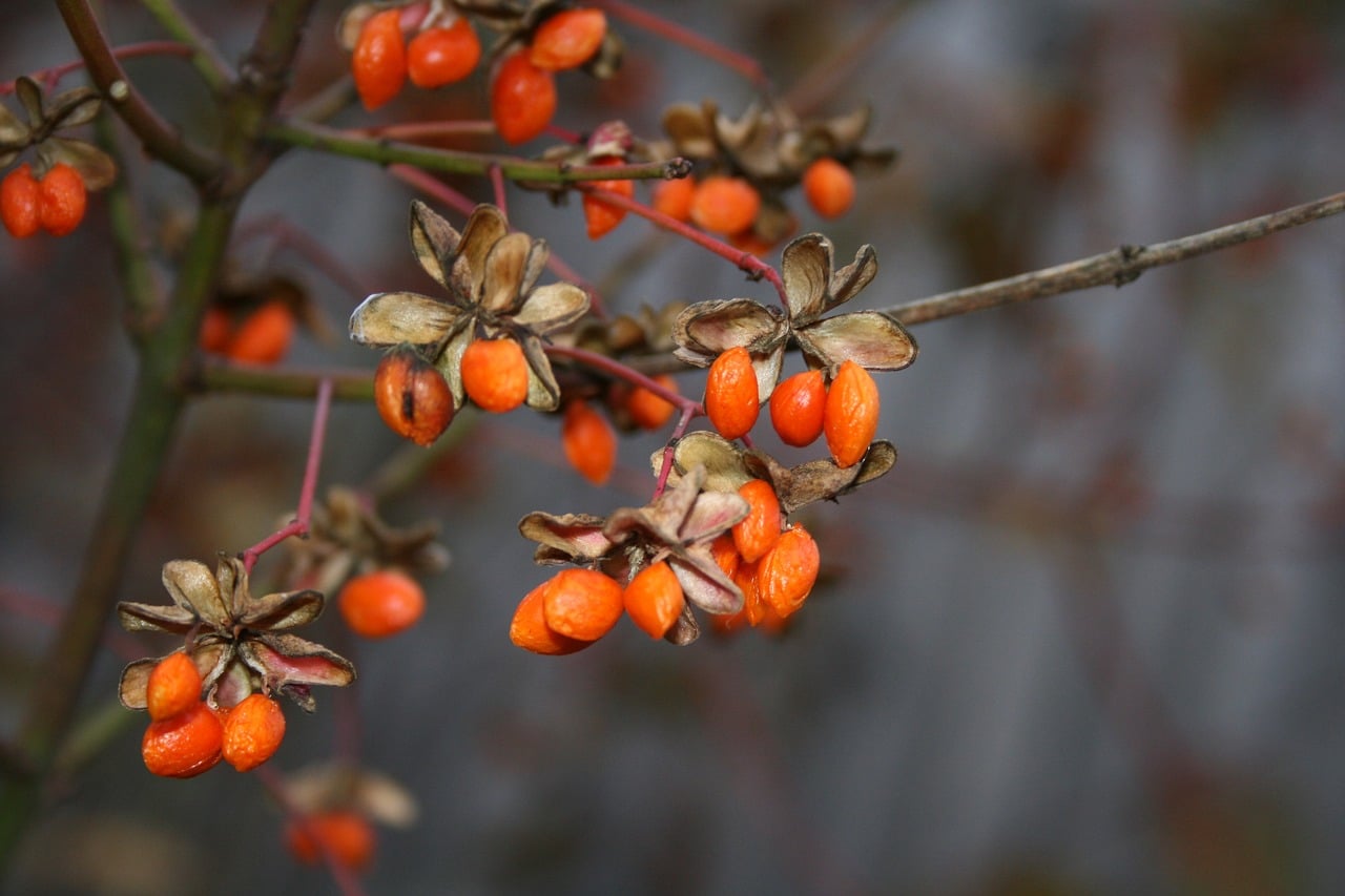 goji berries 7419975 1280