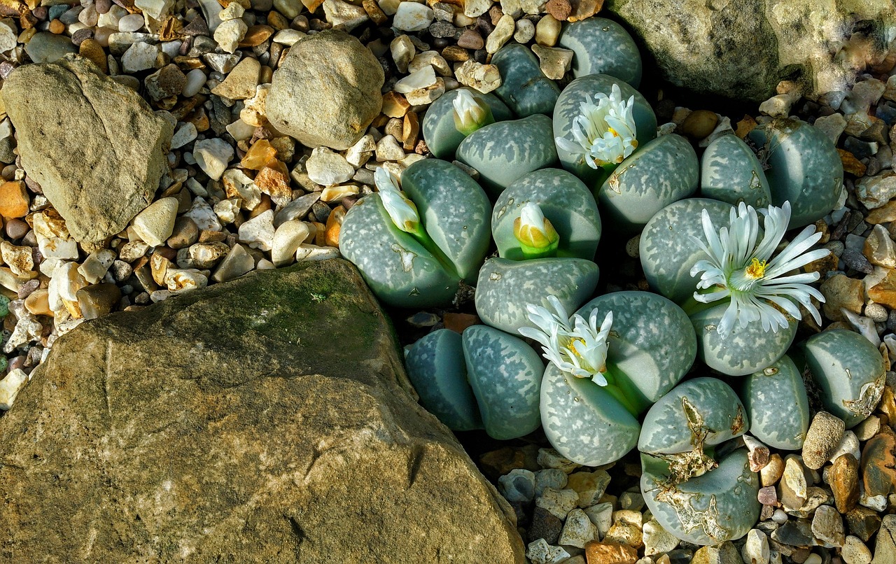 lithops 2818654 1280