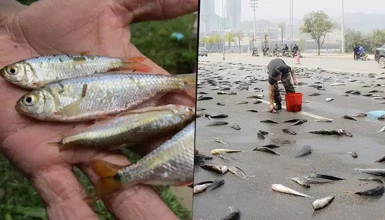 lluvia de peces honduras yoro fenomeno natural