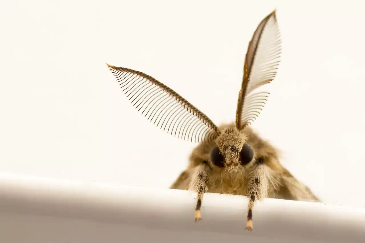 moth 7734668 1280