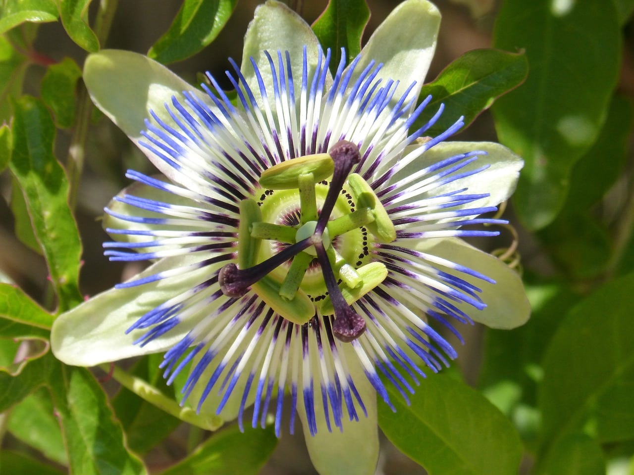 passiflora caerulea 1433477 1280