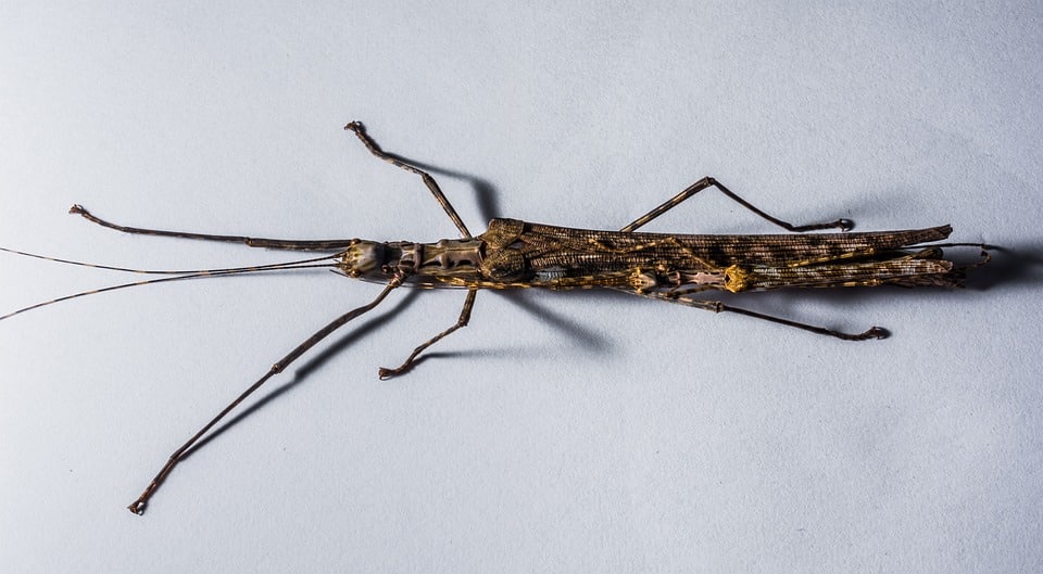 stick insect 301236 960 720