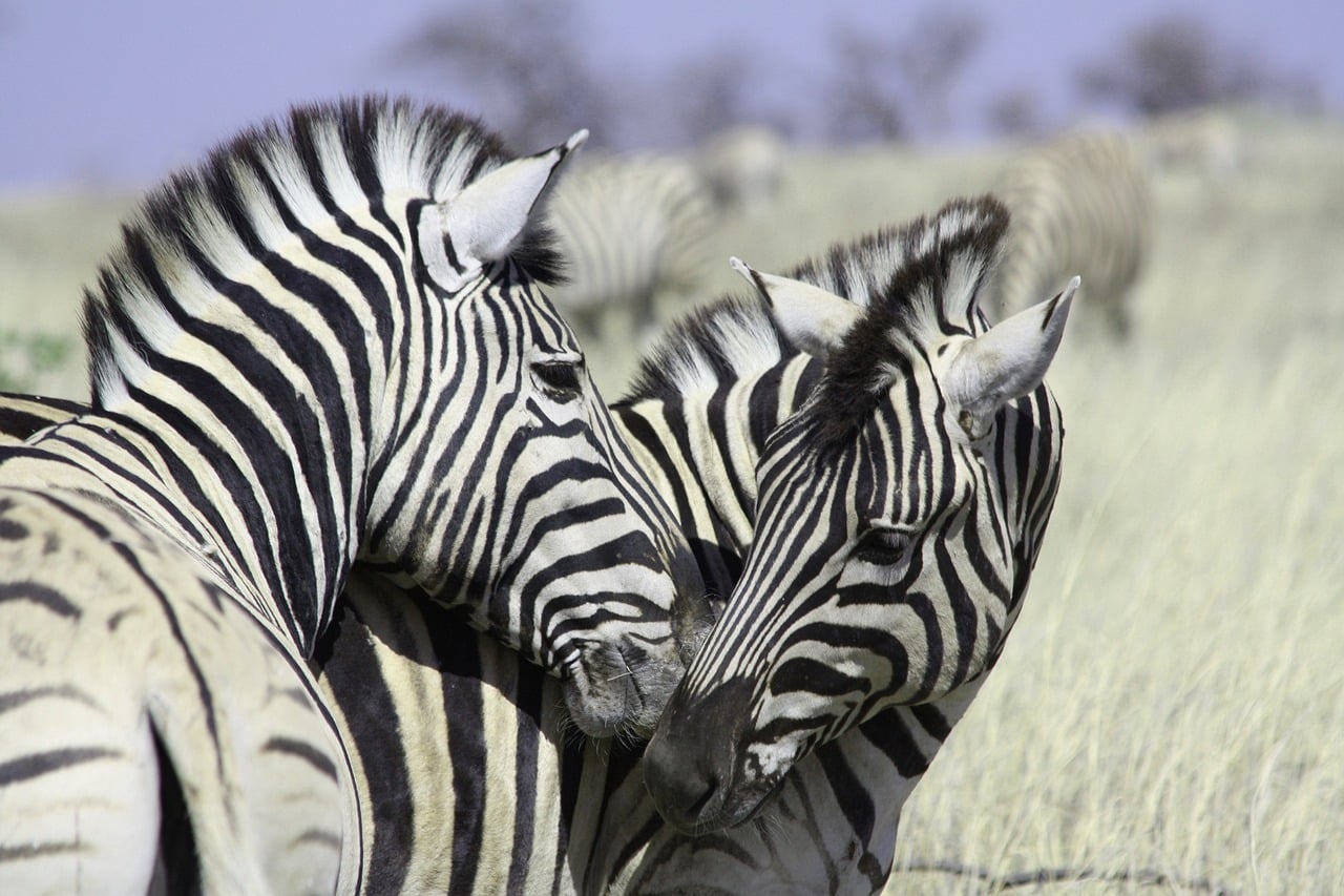 zebras 1145258 1280