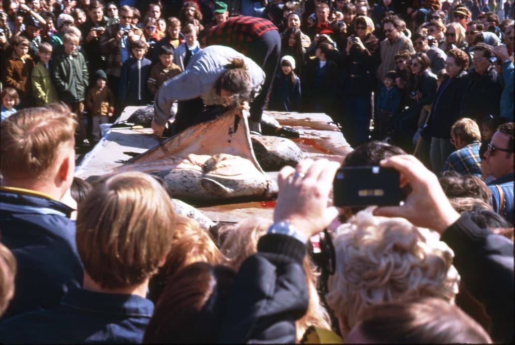 Seal Skin Festival