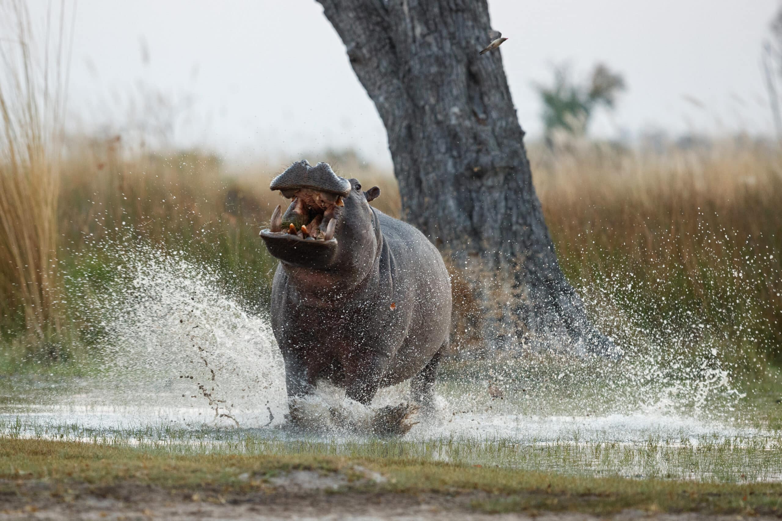 africa hippopotamus amphibius scaled