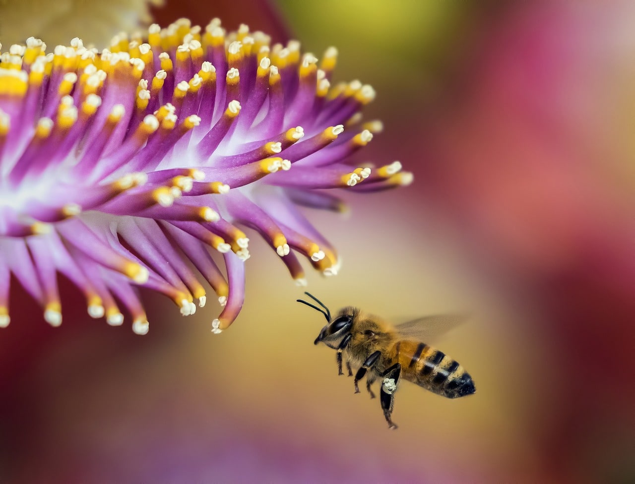 bee 1850116 1280