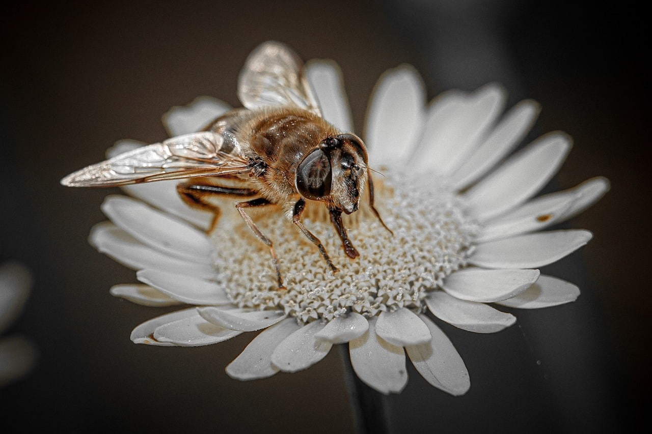 bee 7250540 1280