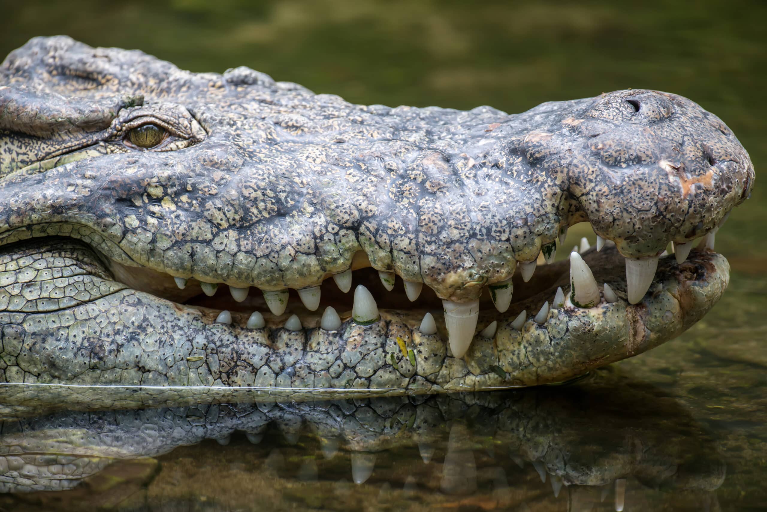 big crocodile national park kenya africa scaled
