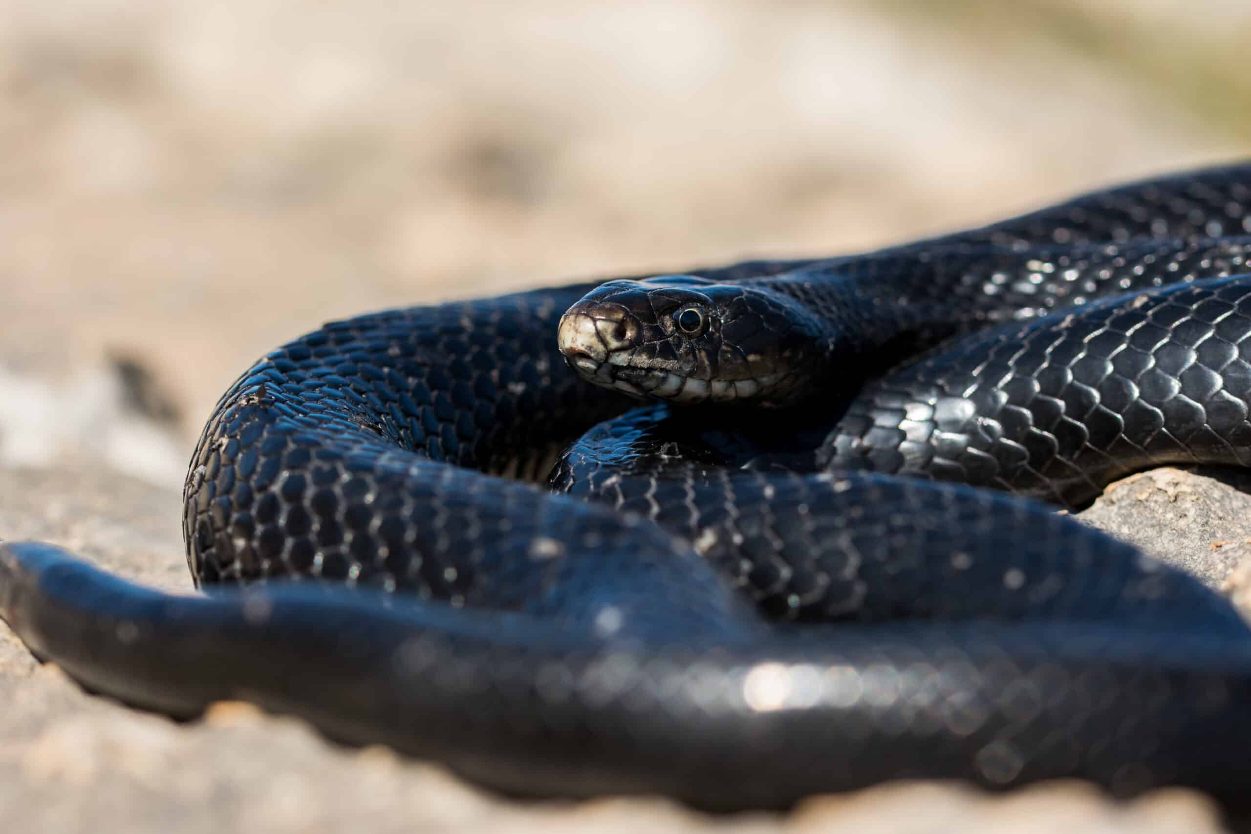 black western whip snake hierophis viridiflavus basking sun rocky cliff malta scaled
