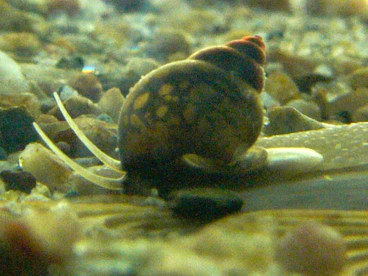 caracol