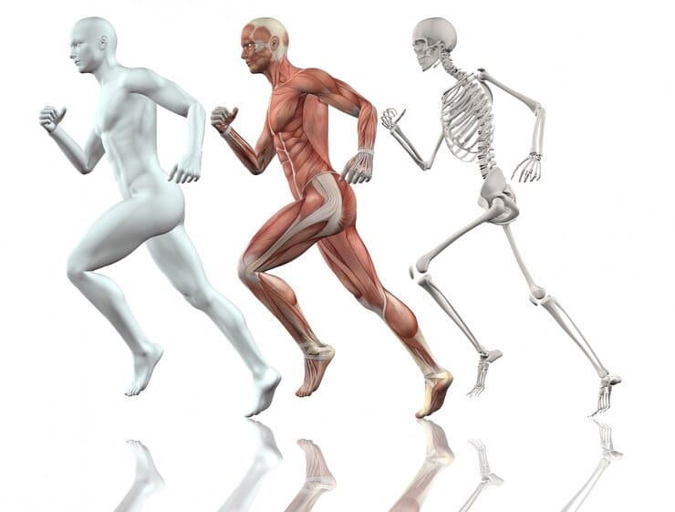 cuerpo humano corriendo 1048 4903