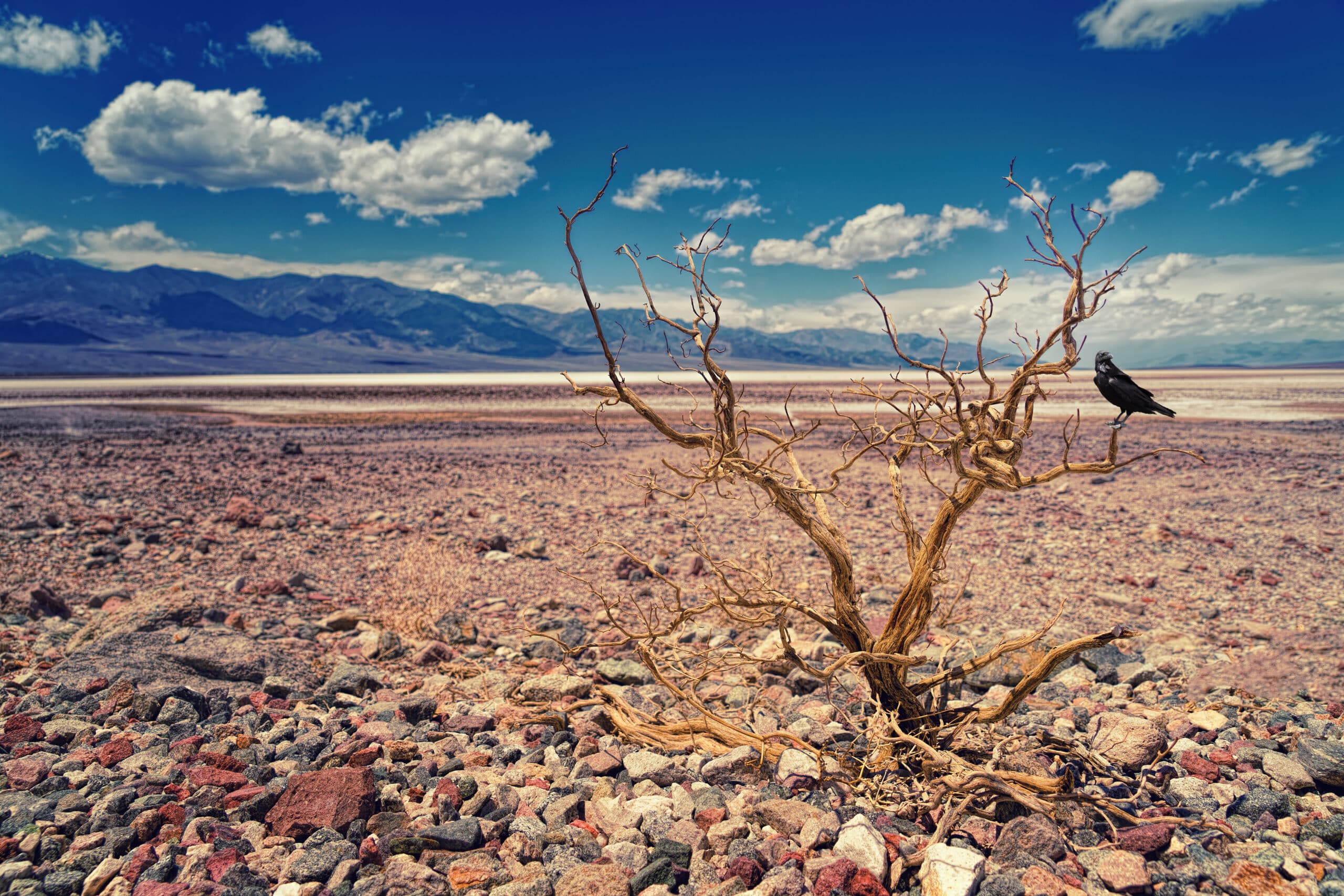 driftwood desert scaled