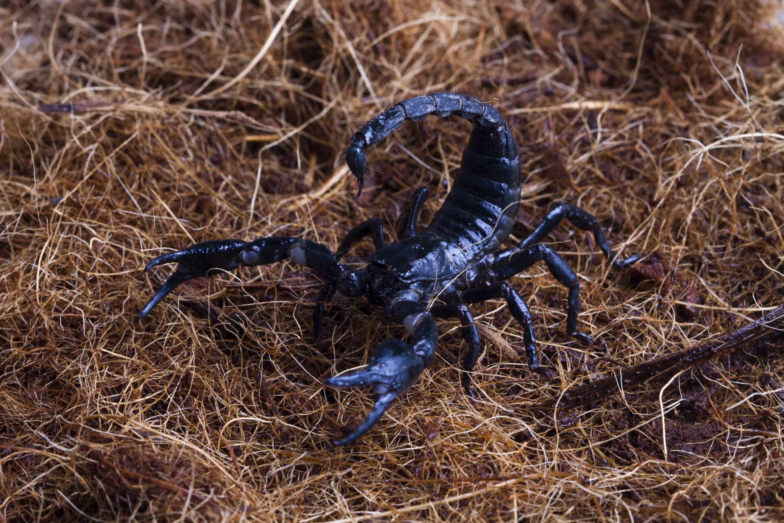 male scorpion goes straw scorpion attacks scaled