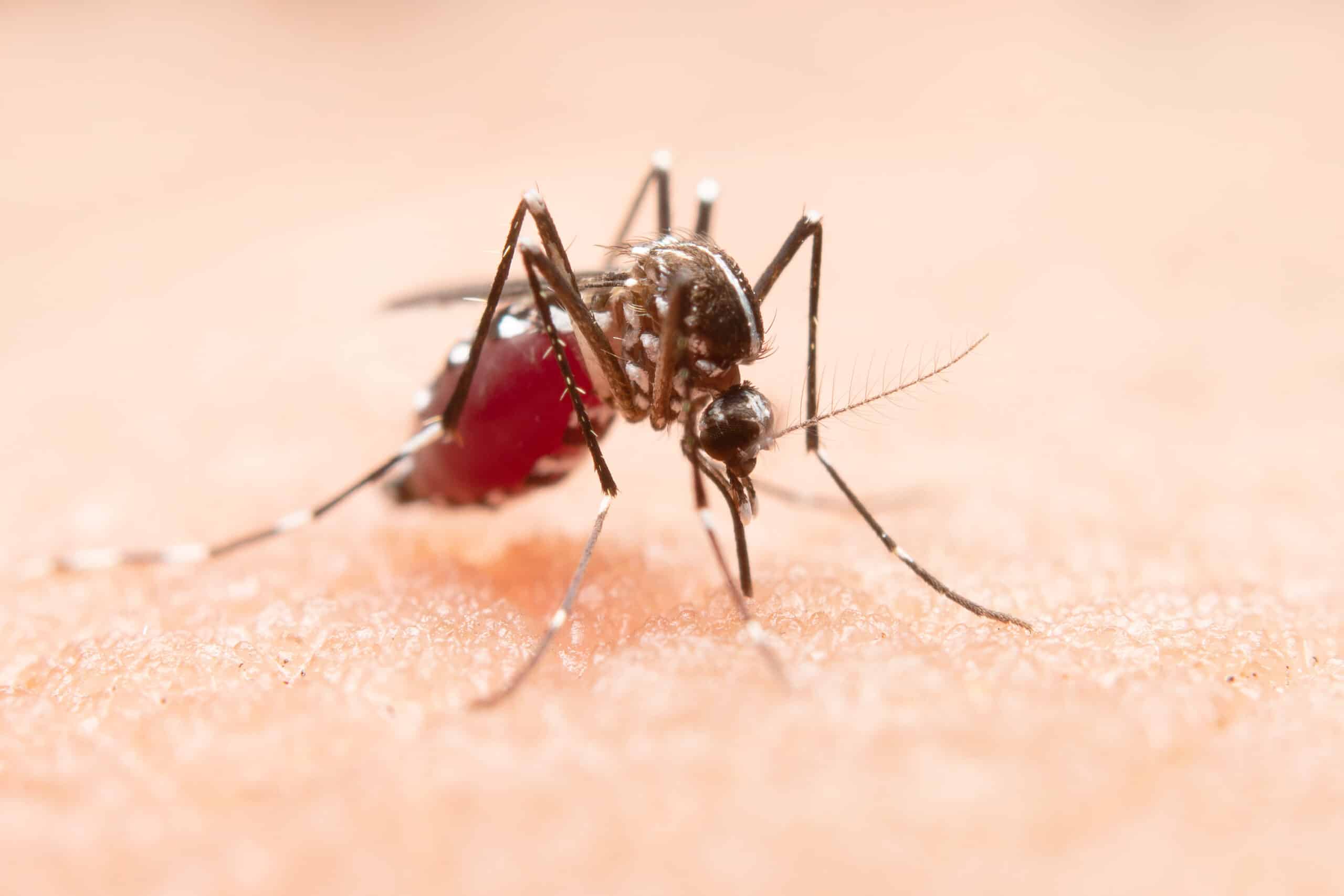 mosquito scaled