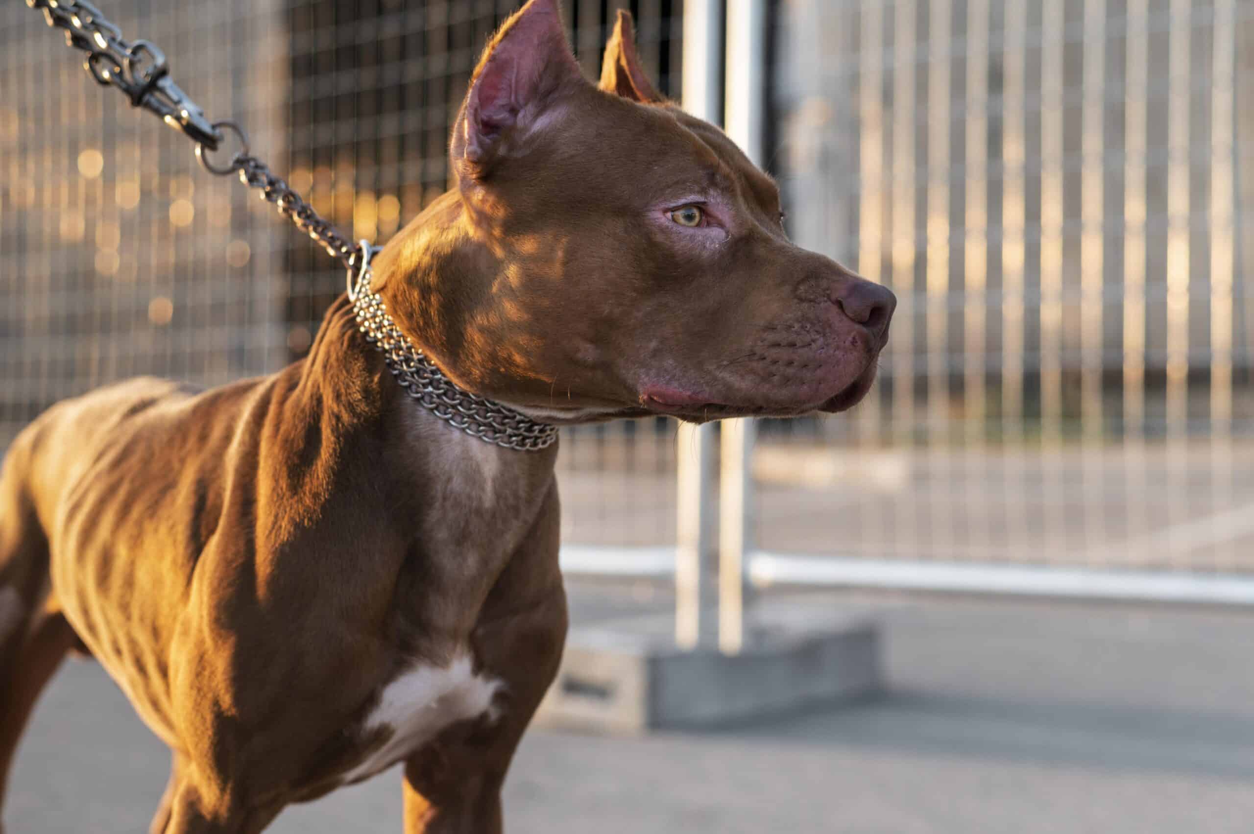 portrait adorable pitbull dog scaled