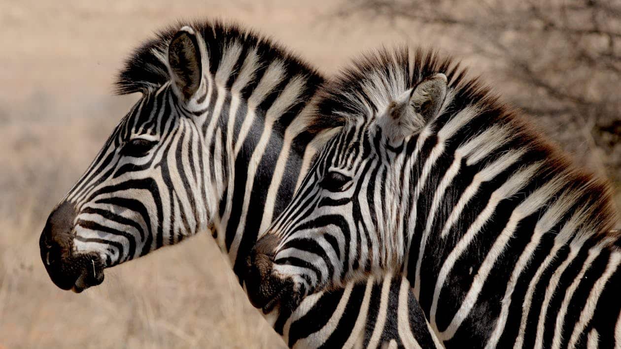 zebra wild animal africa stripes